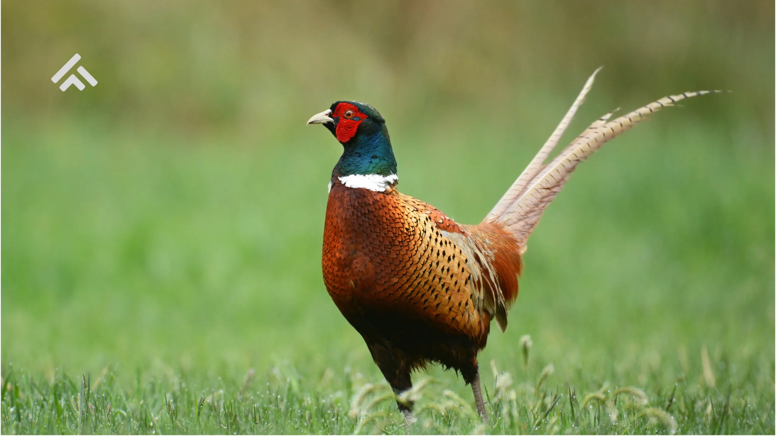 Pheasant Hunting